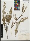 Foto von Salix repens L.